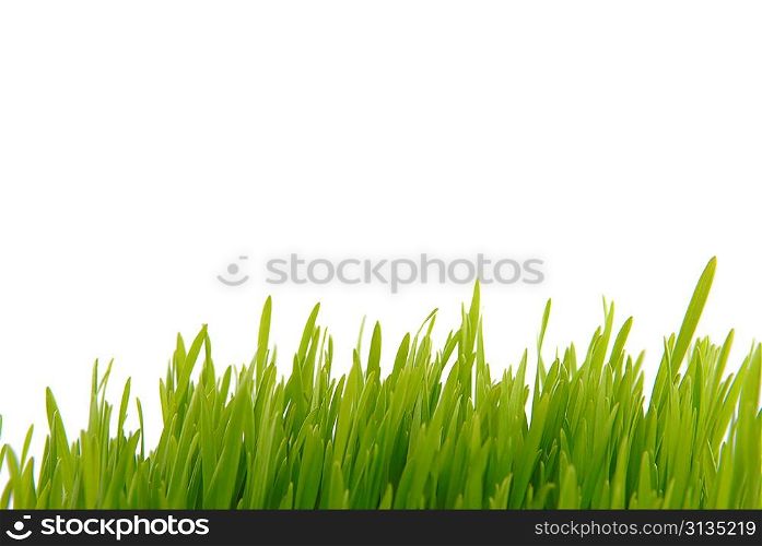 fresh grass isolated on white background