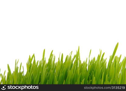 fresh grass isolated on white background