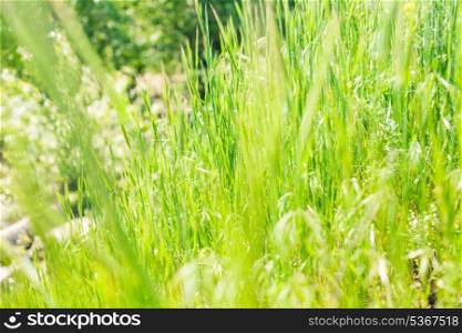 fresh grass macro