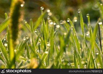 Fresh grass on field with dew drops in morning