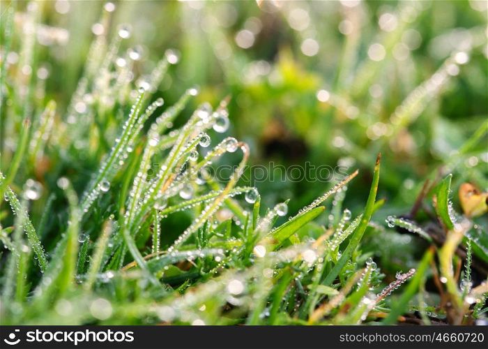 Fresh grass with dew drops close up
