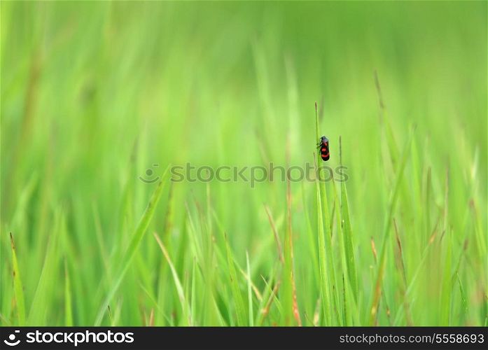 fresh grass with insects