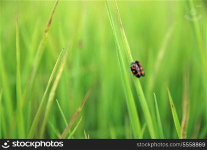fresh grass with insects