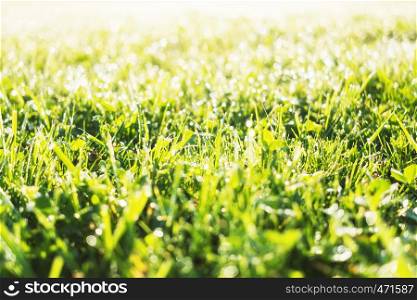 Fresh grass with morning dew drops close up view. Summer meadow background
