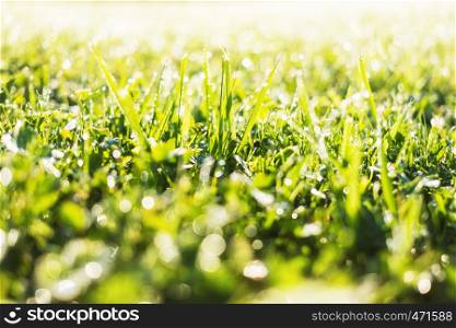 Fresh grass with morning dew drops close up view. Summer meadow background