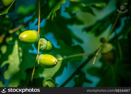 Fresh green acorn ripe hanging from a tree