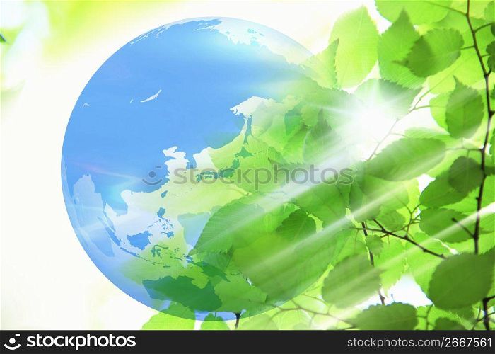 Fresh green and Globe