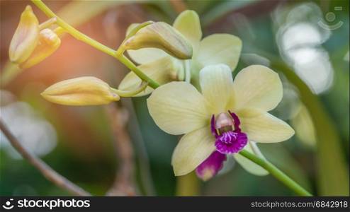 fresh green and purple orchids . Close up of fresh green and purple orchids blooms in garden