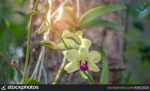 fresh green and purple orchids . Close up of fresh green and purple orchids blooms in garden