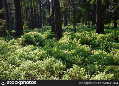 Fresh green and shiny blueberry bushes in a coniferous forest