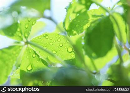 Fresh green and Water drop