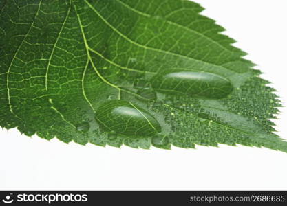 Fresh green and Water drop