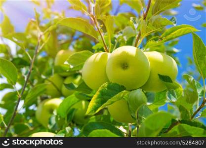 Fresh green apple tree background, ripe juicy fruits on the twigs, sunny day, autumn harvest season, vitamins and healthy food concept