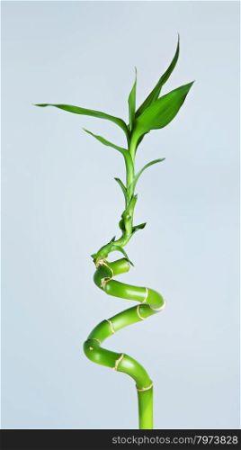 fresh green bamboo sprout, on blue background