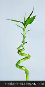 fresh green bamboo sprout, on blue background
