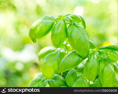 fresh green basil