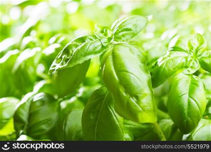 fresh green basil as background