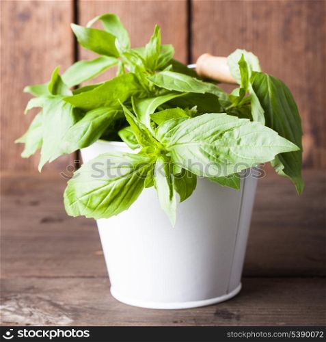 Fresh green basil in little white pail on wood background