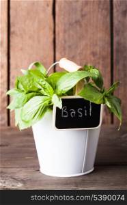 Fresh green basil in little white pail on wood background