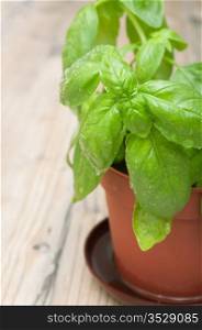 Fresh Green Basil in Pot on Aged Wooden Table