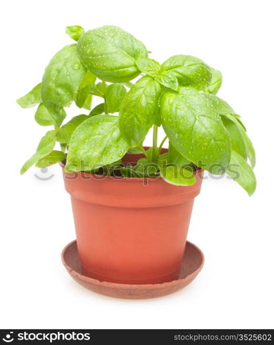 Fresh Green Basil in Pot on White Background