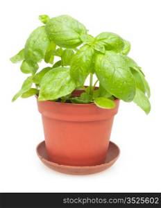 Fresh Green Basil in Pot on White Background
