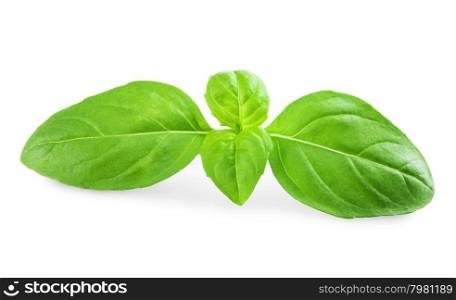 fresh green basil leaves isolated on white background