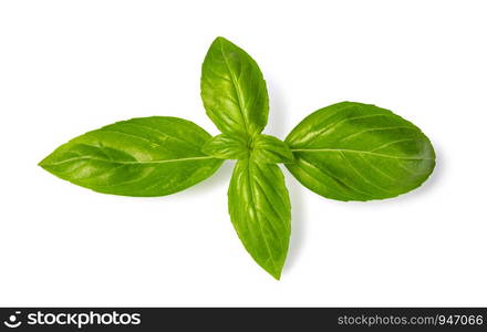 Fresh green basil leaves isolated on white background. Fresh green basil leaves