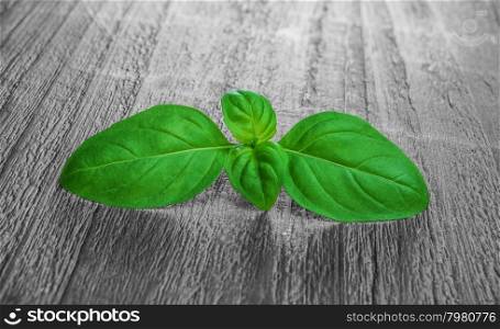 fresh green basil leaves on a wooden background