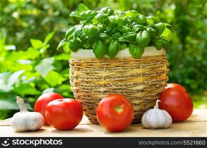 fresh green basil with tomatoes and garlic