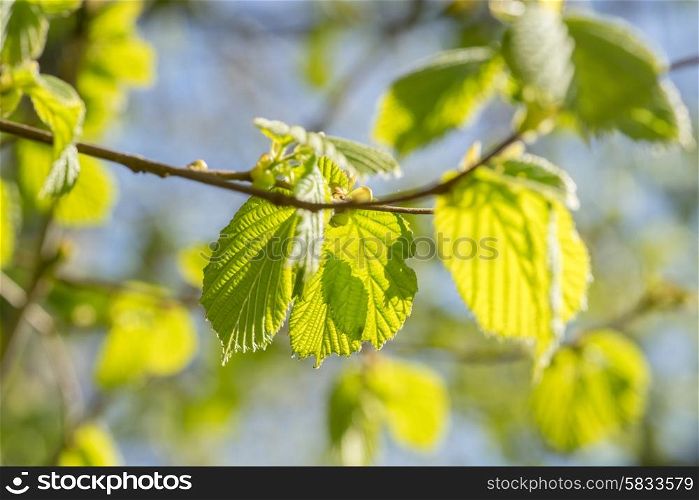 Fresh green beech leaves in the springtime