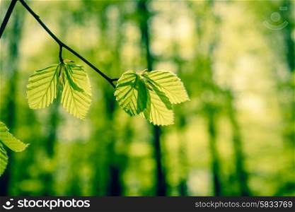 Fresh green beech leaves in the springtime