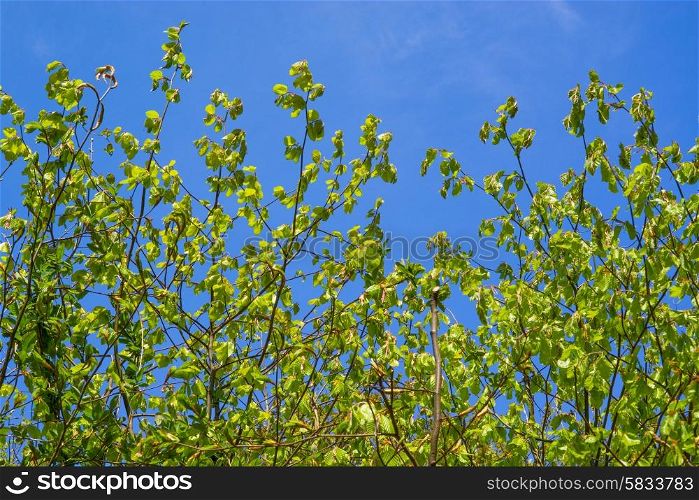 Fresh green beech leaves on blue background