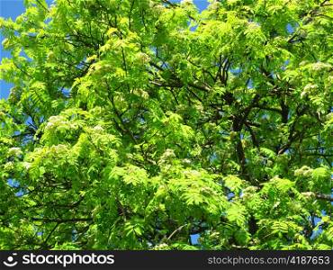 fresh green branches of blossoming mountain ash