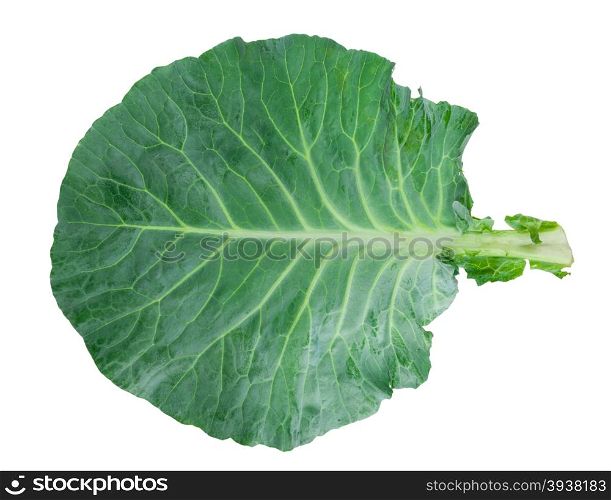 Fresh green cabbage leaf