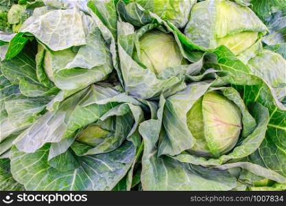 Fresh green cabbage vegetables lying on the market