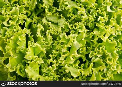 Fresh green cettuce salad leaves background.