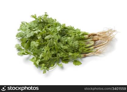 Fresh green cilantro with roots on white background