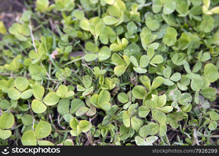 Fresh green clover on the meadow.. Fresh green clover on the meadow