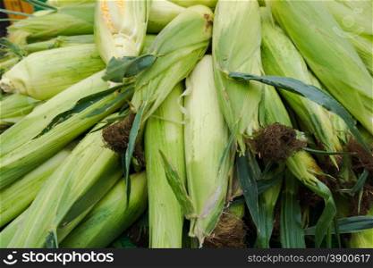 fresh green corn. corn with leaves