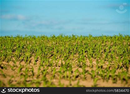 Fresh green crops at a countryside field