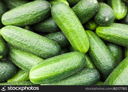 Fresh green cucumber. Cucumber background