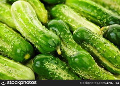 Fresh green cucumbers in a pile closeup, vegetable background