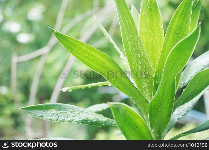 fresh green dracaena fragrans plant in nature garden
