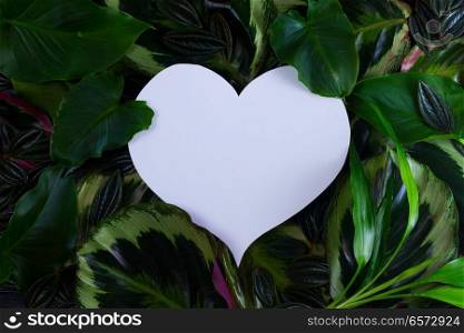 fresh green exotic leaves frame with copy space on paper note in shape of heart. fresh green leaves