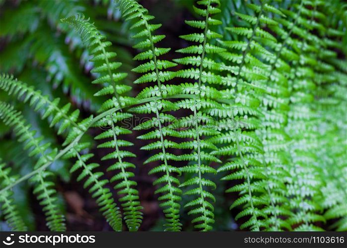 fresh green fern leaves close up view