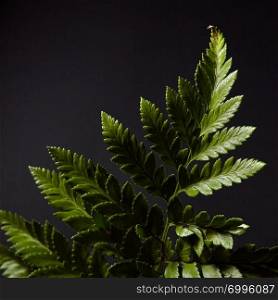 Fresh green fern twig presented on a black background with highlights of light and copy space. Natural foliage layout. Flat lay. Fern. Green branch of a plant on a black background with highlights of light and space for text. Natural layout. Flat lay