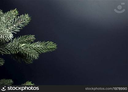 Fresh green fir branch close up with snow and copy space isolated on black background, Christmas tree, holiday background concept, Merry Christmas space for text. Fresh green fir branch close up with snow and copy space isolated on black background, Christmas tree, holiday background concept, Merry Christmas