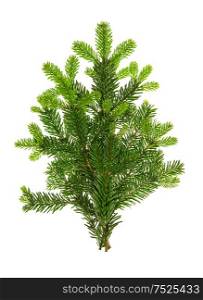 Fresh green fir branches. Branch of christmas tree isolated on white background