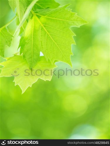 Fresh green foliage background, maple leaves on blur natural backdrop, sunny day, forest nature, spring season concept